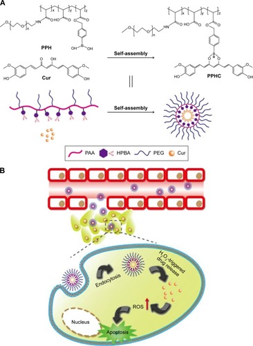 Figure 1 Schematic illustration of the preparation and intracellular delivery process of ROS-sensitive PPHC nanoparticles.Notes: (A) Illustration on the preparation of ROS-responsive PPHC nanoparticles using the coordination effect between boronic acid and Cur. (B) Schematic presentation of intracellular ROS-triggered drug delivery and cell apoptosis induced by amplified ROS signals.Abbreviations: ROS, reactive oxygen species; PPH, 4-(hydroxymethyl) phenylboronic acid-modified PEG-grafted poly (acrylic acid) polymer; PPHC, curcumin-coordinated ROS-responsive nanoparticle; Cur, curcumin; PAA, poly(acrylic acid); HPBA, 4-(hydroxymethyl) phenylboronic acid; PEG, poly(ethylene glycol); H2O2, hydrogen peroxide.