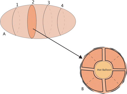 Figure 5. (A) Sketch of mammary gland sectioning at 3–4 mm intervals. (B) Representative section with radial sectioning at 3, 6, 9, and 12 o’clock.