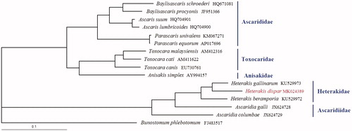 Figure 1. Phylogenetic relationships of Heterakis dispar and other 14 species Ascaridida nematodes based on concatenated amino acid sequences of 12 protein-coding genes were analyzed with Bayesian inference (BI) method.