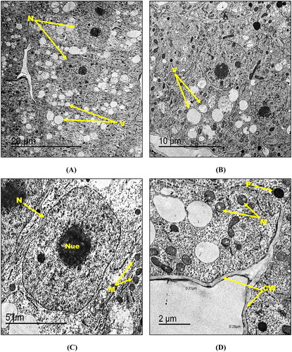 Figure 5. Transmission electron micrographs of root tip cells of maize treated with 500 mg kg−1 hematite NPs (A-D) showing N: nucleus, Nue: nucleolus, M: mitochondria, V: vacuole, P: peroxisome and CW: cell wall. Bars A – 20 µm; B – 10 µm; C – 5 µm; D – 2 µm. Magnification A – 400×; B – 800×; C – 1500×; D – 2000×.