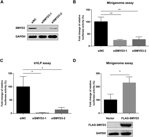 Figure 2. SMYD3 was required for the replication of EBOV. (A) Depletion of SMYD3 protein expression by siRNA. HEK293T cells were transfected with negative control siRNA (siNC) or two SMYD3 specific siRNA, siSMDY3-1 and siSMYD3-2. Cells were collected 48 h p.t., followed by western blotting. Representative results of at least 3 independent experiments are shown. (B) Depletion of SMYD3 impaired the replication of EBOV in minigenome system. HEK293T cells were transfected with siNC, siSMYD3-1 or siSMYD3-2. Twelve hours later, cells were transfected plasmids for EBOV minigenome system. Cells were collected 48 h after siRNA transfection, followed by dual-luciferase assay. The ratio of Renilla to Firefly luciferase activity of lysates from cells treated with siNC was set to 100%. The mean and SEM from one representative experiment (n = 3) of 3 independent experiments are indicated. (C) Depletion of SMYD3 impaired the replication of EBOV in trVLP system. HEK293T cells were transfected with siNC, siSMYD3-1, or siSMYD3-2. Twelve hours later, cells were transfected with plasmids encoding NP, VP35, VP30, L and Tim-1. At 24 h p.t., medium was discarded and cells were infected with Ebola trVLPs. At 12 h post-infection (p.i.), supernatants were discarded and replaced with fresh medium. At 48 h p.i., cells were collected, followed by dual-luciferase assay. The ratio of Renilla to Firefly luciferase activity of lysates from cells treated with siNC was set to 100%. The mean and SEM from one representative experiment (n = 3) of 3 independent experiments are indicated. (D) Over-expression of SMYD3 promoted the replication of EBOV. HEK293T cells were transfected with empty vector or plasmid encoding FLAG-SMYD3. Twenty-four hours later, cells were transfected with plasmids for EBOV minigenome system. Cells were collected 48 h after the second transfection, followed by dual-luciferase assay and western blotting. The ratio of Renilla to Firefly luciferase activity of lysates from cells transfected with empty vector was set to 100%. The mean and SEM from one representative experiment (n = 3) of 3 independent experiments are indicated. *P < 0.05, **P < 0.01 (student’s t-test).