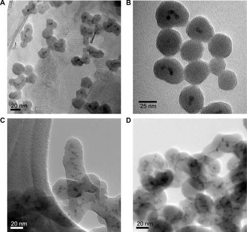 Figure 4 Representative transmission electron microscopy images of arginine quantum dots/silica particles synthesized for 48 hours.Notes: (A) 9.38×10−4 M; (B) 2.81×10−3 M; (C) 5.63×10−3 M; and (D) 1.13×10−2 M arginine. Primary particle sizes measured to be (A) 22±3 nm; (B) 29±6 nm; (C) 29±5 nm; and (D) 31±8 nm.
