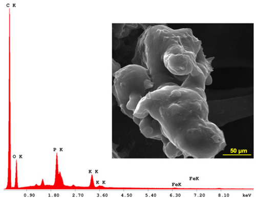 Figure 3 SEM-EDAX analysis of BA-loaded magnetoliposomes.