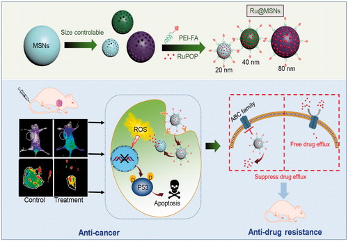 Scheme 1. Rational design and synthesis of different-sized MSN nanosystems to enhance the anticancer activity and suppress cancer multidrug resistance.
