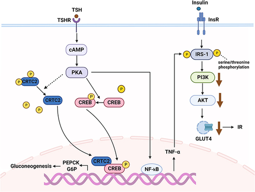 Figure 3 The regulatory mechanism of thyroid stimulating hormone (TSH) on glucose metabolism. TSH induces gluconeogenesis and insulin resistance through the TSHR/cAMP/PKA pathway.
