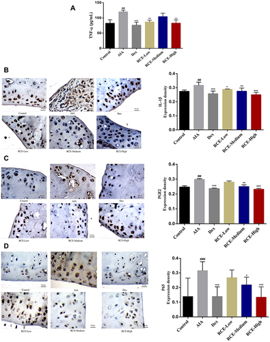 Figure 4 The anti-inflammatory effect of RCE in AIA rats. (A) The inhibitory effect of RCE on TNF-α. (B) The inhibitory effect of RCE on IL-1β. (C) The inhibitory effect of RCE on PGE2. (D) The inhibitory effect of RCE on P65. The expression of TNF-α was detected by ELISA. IL-1β, PGE2, and P65 were detected by IHC, magnification: 100 folds. Data are presented as the mean ± SD. ###p < 0.001, ##p < 0.05 vs control. ***p < 0.001, **p < 0.01, *p < 0.05 vs model, n = 8.