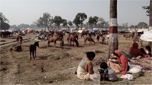 FIGURE 4. The annual Equine Fair at Barabanki, Uttar Pradesh, India.