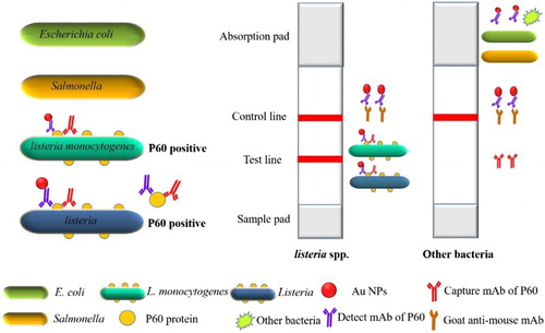 Figure 1. Scheme of the P60 mAbs-based gold nanoparticle-based paper sensor for multiple detection of 12 Listeria spp.