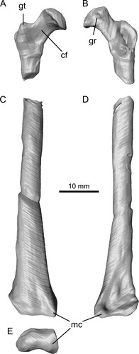 FIGURE 5. Right femur of Ceoptera evansae (NHMUK PV R37110), lacking a short section of the diaphysis, in A, C, anterior, B, D, posterior, and E, distal views. The proximal portion (A, B) is located in Block C while the distal portion (C–E) is located in Block B. Abbreviations: cf, collum femoralis; gr, groove; gt, greater trochanter; mc, medial condyle.