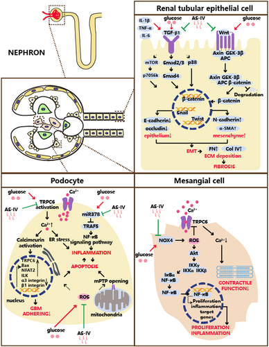 Figure 2 The anti-inflammatory mechanism of AS-IV on the treatment of diabetic kidney disease.