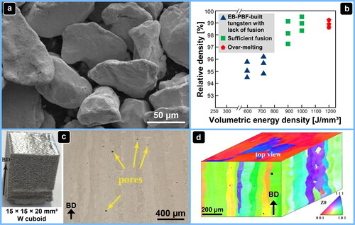 Figure 12. EB-PBF of pure tungsten (adapted from (Ren et al., Citation2022) under a CC BY 4.0 license). (a): Tungsten powder with an irregular particle shape and a particle size ranging between 65 μm and 105 μm used for EB-PBF. (b): Relative density of the tungsten samples produced using various values of volumetric energy density during EB-PBF. (c): Pure tungsten cuboid with a dimension of 15 × 15 × 20 mm³ produced on an Arcam A2X EB-PBF system using a beam power of 900 w, a layer thickness of 50 µm, a hatch distance of 100 µm, a scan speed of 180 mm/s and a volumetric energy density of 1000 J/mm³. The relative density could reach 98.93%. (d): EBSD IPF-Z maps of the EB-PBF-printed pure tungsten with columnar grains.