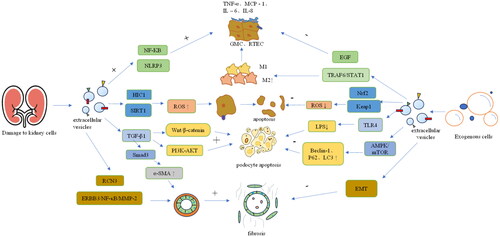 Figure 2. The mechanism of EVs in diabetic kidney disease.