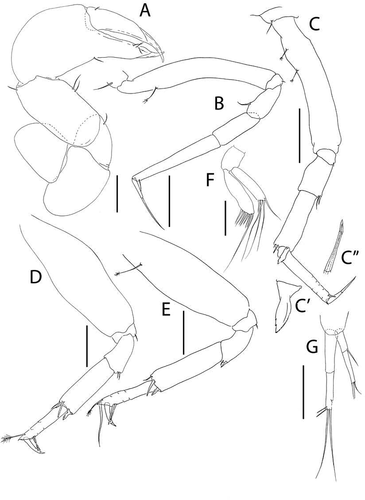 Figure 21. Pseudotanais amundseni sp. nov., (a), cheliped; (b), pereopod-1; (c), pereopod-2, with (c’), blade-like carpal spine and (c”), unguis; (d), pereopod-4; (e), pereopod-6; (f), pleopod; (g), uropod. Scale lines = 0.1 mm