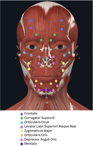 Figure 2 Facial EMG and AMG muscle list.