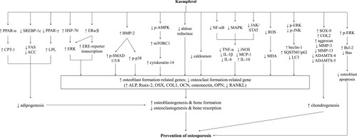 Figure 1 Summary of the mechanism of action involved in the osteoprotective effects of kaempferol.
