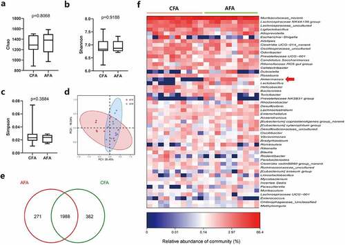 Figure 7. Influences of gavaged Akk on gut microbiota in mice. a-c Alpha diversity box plot (Chao, Shannon and Simpson index) in the control (CFA) and Akk gavaged mice (AFA). d Principal coordinate analysis (PCoA) using weighted-UniFrad of beta diversity. e The Venn diagram illustrates the overlapped OTUs between the control and Akk gavaged mice. f Heatmap of selected most differentially abundant features at the genus level. The blue color represents less abundant, red represents the more abundant (CFA vs AFA). Data are shown as mean ± SEM and were analyzed by t test. *P < .05; **P < .01.