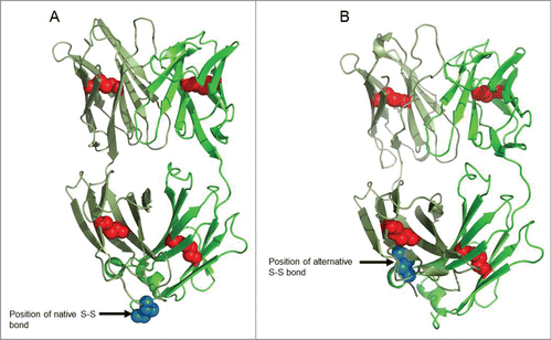 Figure 3. Crystal structure of DuetMab Fab. (A) Structure of trastuzumab Fab. Red spheres depict the native intrachain disulfide bonds and blue spheres indicate the native interchain disulfide in CH1-CL interface. (B) Structure of DuetMab Fab. Red spheres depict the native intrachain disulfide bonds and blue spheres indicate the new disulfide bond between C126 of the HC and C121 of the LC.