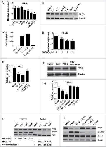 Figure 2. TGF-β decreases the expression of TFEB in macrophages. (A) Mouse peritoneal MΦs were cultured with serum-free DMEM alone (control) or with IL-4 (15 ng/mL), IL-10 (20 ng/mL), m-CSF (25 ng/mL), IL-6 (20 ng/mL), TGF-β (10 ng/mL), or EO771 tumor-conditioned medium for 24 h. TFEB expression was analyzed by qPCR. *p < 0.05 vs. control. (B) Western blot assay of TFEB in MΦs treated as in (A). (C) TGF-β concentrations in indicated media were measured by ELISA. (D) Mouse peritoneal MΦs were treated with TGF-β at various concentrations for 24 h. TFEB expression was analyzed by qPCR. *p < 0.05 vs. control (0 ng/mL TGF-β). (E) Mouse peritoneal MΦs were treated with TGF-β (10 ng/mL) or EO771 TCM in the presence or absence of TGF-β-neutralizing antibody (20 μg/mL) for 24 h, TFEB expression was analyzed by qPCR. *p < 0.05 vs. DMEM. (F) Western blot analysis of TFEB protein in MΦs treated as in (E). (G) Western blot analysis of TFEB protein levels in cytosolic or nuclear subcellular fractions of MΦs treated with IL-4 (15 ng/mL), TGF-β (10 ng/mL), or EO771 TCM. TATA-box-binding protein (TBP) and actin represent control proteins for the nuclear and cytosolic fraction, respectively. Quantification of relative intensity of the protein bands is shown under the lanes. (H) TFEB expression in mouse peritoneal MΦs treated with PD98059 (25 μM), LY294002 (40 μM), and EO771 TCM for 24 h. *p < 0.05 vs. DMEM. (I) Western blot analysis of cell lysates of peritoneal MΦs treated as in (H).