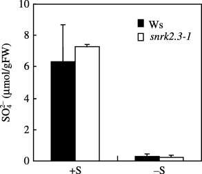 Figure 4  Concentration of sulfate in shoots of wild-type Wassilewskija (Ws) (▪) and snrk2.3-1 mutant (□) (mean ± standard deviation, n = 4) plants. Plants were grown on rockwool for 21 days under +S or −S conditions. FW, fresh weight.