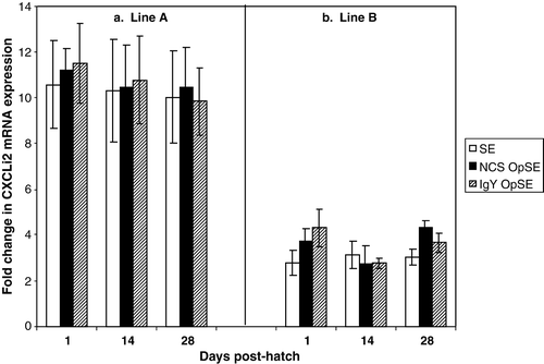Figure 2.  Quantitation of CXCLi2 mRNA expression in heterophils isolated from (2a) line A chickens and (2b) line B chickens on days 1, 14, and 28 post-hatch. Data are expressed as the fold change in CXCLi2 mRNA levels when treated samples (S. enteritidis [SE], NCS-OpSE, and IgY-OpSE) were compared with control heterophils treated with RPMI. Error bars show the standard error of the mean from triplicate experiments.