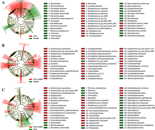 Figure 4 Identification of oral characteristic microbiota in the HC, OSA, and OSA+MDD groups. The LEfSe ring branching diagram shows the differentially abundant microbiota of the HC and OSA groups (A), HC and OSA+MDD groups (B), and OSA and OSA+MDD groups (C). The circles radiating from the inside out represent taxonomic levels from phylum to species. Each small circle at a different classification level represents a classification at that level, and the size of the small circle diameter is proportional to the relative abundance size. Color principle: Species with no significant differences are uniformly colored yellow; red nodes represent the microbial groups that play an important role in the red group; and green nodes represent the microbial groups that play an important role in the green group.