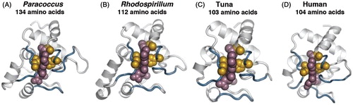 Figure 2. Cytochrome c oxidase structural homology. Comparison of the three-dimensional structures and active sites of cytochrome c oxidases from various species. Overall structure is shown as a ribbon diagram. Invariant residues (gold spheres) that maintain the position of the catalytic heme-group (rose spheres) are highlighted.