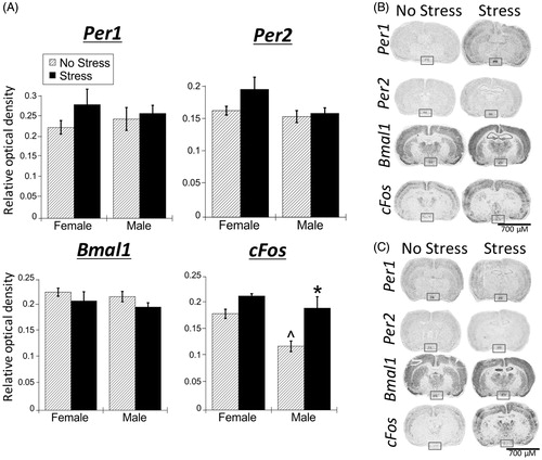 Figure 2. Experiment 1: Effect of stress and sex on gene expression in the SCN. (A) There were no significant main effects of stress or sex for Per1, Per2, and Bmal1 mRNA in the suprachiasmatic nucleus (SCN) of male and female rats. cFos mRNA was increased by stress in only male SCN. Data are presented as mean ± SEM (*stress effect within same sex condition; ^sex effect within same stress condition; p < .05, FLSD, n = 6 rats per treatment group). (B and C) Representative autoradiographs of gene expression under no stress and stress conditions of female (B) and male (C) rats. The SCN is located within the box. See Table 1 for statistical details.