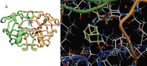 Figure 4.  (A) Lowest energy docked structure for the most active compound 11a peptoid with C-SA HIV-PR. (B) A closer view showing the binding mode of compound 11a inside the C-SA HIV-PR active site. The two PR monomers are coloured as the light brown and green ribbon. The inhibitor and the two Asp25 residues are presented as coloured sticks.