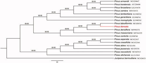 Figure 1. Neighbor-joining tree based on the complete chloroplast genome sequences of 19 species.