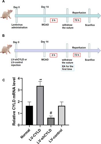 Figure 1 The timeline of experiment. The nylon monofilament was removed after 2 h of ischemia. (A) Schematic representation of part 1 experiment about the effect of CYLD gene interference on microglial polarization after 72h reperfusion. (B) Schematic representation of part 2 experiment. The rats were initially treated with EA when the nylon monofilament was withdrawn and then once daily until sacrifice. The effect of EA on neuroinflammatory injury was explored at 72 h reperfusion. (C) The expression of CYLD mRNA before inducing MCAO/R model was clearly enhanced/decreased via lentivirus administration. The rats were randomly divided into four groups: Normal, LV-CYLD, LV-shCYLD and LV-control group. **p<0.01 and #p<0.05 vs Normal group.