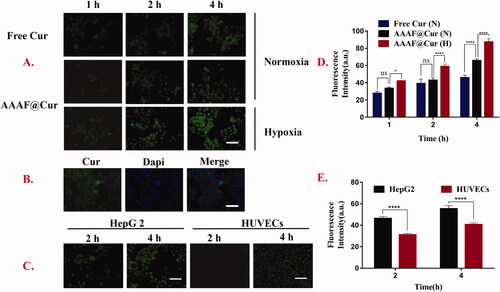Figure 8. (A, D) Kinetic uptake and quantitative analysis of free Cur, fluorescent micelles by HepG2 cells under normoxia or hypoxia. (B) The cell localization of AAAF@Cur. (C, E). Kinetic uptake and quantitative analysis of HepG2 cells and HUVECs cells incubated with AAAF@Cur formulations for 2 and 4 h. Scale bar: 100 μm. Data are shown as the mean ± SD (n = 3), *p < .05, **p < .01, and ***p < .001. n.s.: no significant difference.