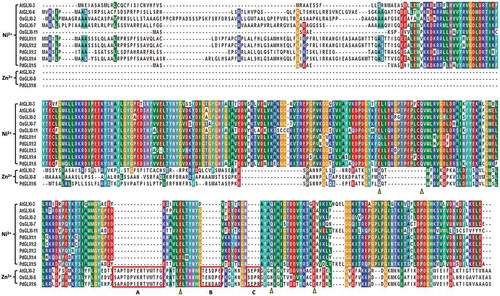 Figure 3. Multiple sequence analysis of the putative PdGLX1 proteins along with other previously well-characterized GLX1 orthologues from Oryza sativa and Arabidopsis thaliana. The Zn2+-dependent protein extended sequences are labeled as A, B, and C. Whereas, the Zn2+ (Q/E/H/E) and Ni2+ (Q/E/Q/E) metal-binding domain are shown in triangles