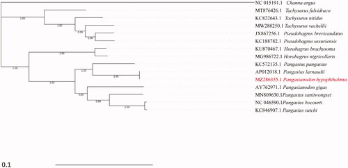 Figure 1. Bayesian Inference based phylogeny depicting the mitogenomic relationship between 15 fish species using Channidae species as outgroup. Each label includes the GenBank accession number and species name. The newly sequenced species is marked in red.