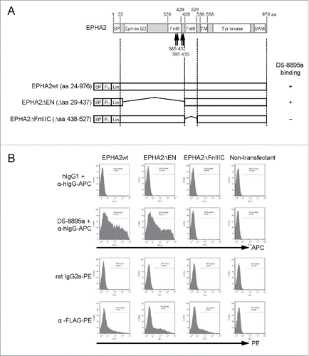 Figure 1. DS-8895a binding to wild-type and truncated mutant EPHA2 proteins. (A) Schematic representations of EPHA2 and the expression constructs used in this study. The arrows indicate sites of cleavage of EPHA2 by MT1-MMP. SP, signal peptide; FnIII, fibronectin type III domain; TM, transmembrane domain; Tyr kinase, tyrosine kinase domain; SAM, sterile α motif; FL, FLAG-tag; Lin, linker sequence; EPHA2wt, wild-type EPHA2 with aa 24–976; EPHA2ΔEN, EPHA2 lacking aa 29–437; EPHA2ΔFnIIIC, EPHA2 lacking aa 438–527. (B) Binding of DS-8895a to truncated mutants. CT26.WT cells were transfected with FLAG-tagged EPHA2wt, EPHA2ΔEN, and EPHA2ΔFnIIIC. DS-8895a binding and protein expression levels of transfected genes were evaluated by flow cytometry. Human IgG1 and rat IgG2a were used as isotype controls for DS-8895a and anti-FLAG antibody, respectively.