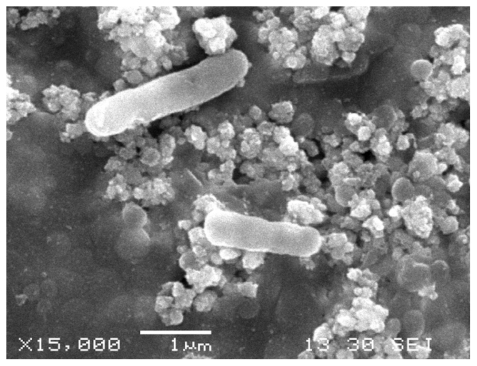 Figure 5 Escherichia coli, scanning electron microscope. E. coli cells attached to the Earth-plus granules showed a rod shape with a partially depressed surface.Figure 6 Pseudomonas aeruginosa, scanning electron microscope. P. aeruginosa cells attached to the Earth-plus granules showed a rod shape with a partially depressed surface.Display full size