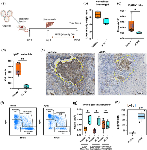 Figure 2. TGF-β1 inhibitor reduces neutrophils, epithelial cells and enhances inflammatory monocytes in KPN metastases in vivo.