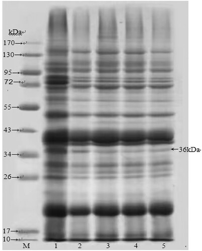 Figure 1. SDS-PAGE analysis on the degradation effects of L. helveticus TS6024- and L. acidophilus 6005-fermentation on TM molecules. M, marker; lane 1, protein extracts from unfermented shrimp; lane 2, protein extracts from the precipitate of L. acidophilus 6005-fermentation, OD492nm: 0.175; lane 3, protein extracts from the supernatant of L. acidophilus 6005-fermentation, OD492nm: 0.145; lane 4, protein extracts from the precipitate of L. helveticus TS6024-fermentation, OD492nm: 0.123; lane 5, protein extracts from the supernatant of L. helveticus TS6024-fermentation, OD492nm: 0.107.