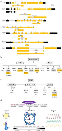 Figure 2. Alternative splicing control of the circadian clock. (a) Alternative splicing of circadian clock genes, including CCA1, LHY, PRR3, PRR5, PRR7, TOC1, and ELF3. Reported alternative splicing events are shown below the gene structure. The black box and bar represent UTRs; the yellow box and bar indicate the exons; the gray box and bar denote the introns. The figure at the top of the gene structure indicates the order of the exon. The alternative splicing events are named according to the alternative splicing types and positions. (b) and (c) Alternative splicing events occurring under different conditions, such as temperatures (b) and lights (c). The arrow indicates the up- or down-regulated alternative splicing event at the indicated conditions. The gray and yellow box represent the intron and exon subjected to degradation via nonsense mediated decay pathway, respectively. (d) The identified splicing factors and regulators in spliceosome conferring circadian clock regulation via alternative splicing of clock genes. The same color indicates the corresponding splicing factor and its specific target as reported, and the other splicing factors affect the alternative splicing of all the clock genes