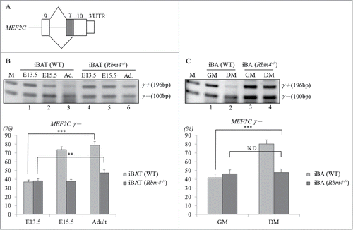 Figure 1. Relatively high expression of the MEF2Cγ- transcript was observed in mature brown adipocytes (BAs). (A) Schematic of the alternative spliced γ region (diagonal bar) in MEF2C exon 10. Total RNA isolated from the (B) wild-type and RBM4−/− interscapular brown adipose tissues (iBATs), (C) wild-type and RBM4−/− iBAs cultured in growth medium (GM) and differentiating medium (DM) was subjected to an RT-PCR using a specific primer set against MEF2C (Table S1). The bar graph shows the relative ratio of MEF2Cγ- over total MEF2C transcripts using TotalLab Quant Software (*p < 0.05; **p < 0.01; ***p < 0.005).