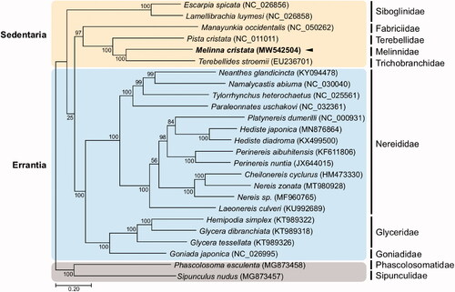 Figure 1. Maximum-likelihood (ML) phylogeny of 6 published mitogenomes from Sedentaria including M. cristata and 17 registered mitogenomes of Errantia species, and two Sipuncula species as an outgroup based on the concatenated nucleotide sequences of protein-coding genes (PCGs). Numbers on the branches indicate ML bootstrap percentages. DDBJ/EMBL/GenBank accession numbers for published sequences are incorporated. The black triangle means the polychaete analyzed in this study.