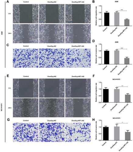 Figure 7 Overexpressed WT1-AS inhibited the migrative and invasive abilities of NSCLC cells. (A) Wound healing assay was conducted to evaluate the effects of overexpressed WT1-AS on the migrative ability of A549 cells. (B) Quantitative analysis of cell migration in A549 cells. (C) Transwell assay was conducted to evaluate the effects of overexpressed WT1-AS on the invasive ability of A549 cells. (D) Quantitative analysis of cell invasion in A549 cells. (E) Wound healing assay was conducted to evaluate the effects of overexpressed WT1-AS on the migrative ability of NCI-H1975 cells. (F) Quantitative analysis of cell migration in NCI-H1975 cells. (G) Transwell assay was conducted to evaluate the effects of overexpressed WT1-AS on the invasive ability of NCI-H1975 cells. (H) Quantitative analysis of cell invasion in NCI-H1975 cells. *p<0.05, **p<0.01, ***p<0.001.