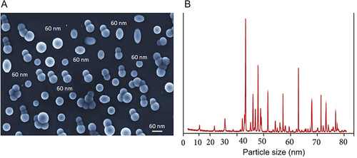 Figure 3 Nano-gold particles size. (A) Transmission Electron microscopy images of gold nanoparticles. The mean size 40–60 nm. (B) Histogram showing the size distribution of gold nanoparticle. White line indicated scale bare of 60 nm.