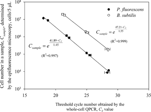 FIG. 3 Standard curves of P. fluorescens and B. subtilis based on the relationship between the C T values and the bacterial concentration as determined by the epifluorescence microscopy.