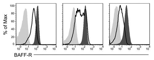 Figure 6 CLL cells employ native BAFF-R regulatory pathways in response to CpG stimulation. Isolated CLL cells were stimulated with CpG and IL-2 in vitro for two days (empty histogram) or not stimulated (dark gray histogram) and stained for BAFF-R expression or an isotype-matched control antibody (light gray histogram).