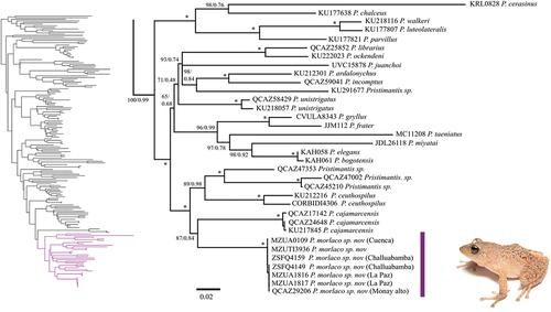 Figura 1. Relaciones filogenéticas de Pristimantis morlaco sp. nov. Fragmento del árbol de máxima verosimilitud obtenido a partir de análisis de secuencias de ADN mitocondrial (12S y 16S) y nuclear (RAG-1). Los valores de soporte bootstrap (bb) se muestran para cada nodo; (*) representa bb = 100. El código de museo para cada terminal se presenta antes del nombre de la especie.