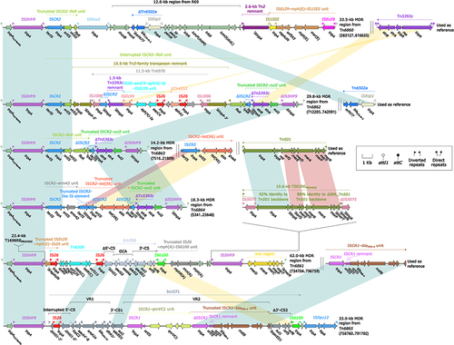 Figure 4 Comparison of MDR regions from Tn6860, Tn6861, Tn6862, Tn6863, Tn6864, and Tn6865.