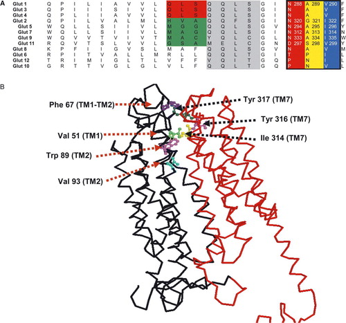Figure 1.  Sequence alignment of the predicted helix 7 for the hGLUT proteins and 3D map of hydrophobic residues lining the exofacial vestibule of GLUT7. Panel A: Sequences were aligned using Clustal X software and written from N to C-termini. Based on the putative membrane topology of this helix, its C-terminus end faces the extracellular side of the membrane. Numbers refer to the amino acid positions in the respective GLUT isoforms. Panel B: 3D model of hGLUT7 showing the position of hydrophobic residues at the opening of the exofacial vestibule. The model was created using RasMol and the structural model obtained using the coordinates from the crystal structure of Glp T and Lac Y.