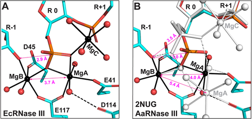 Figure 4. Three Mg2+ Ions in the Postcleavage Complex of Bacterial RNase III. (a) The catalytic site assembly of EcRNase III as observed in the EcEEQ:RNA6 structure (this work). Amino acid and nucleotide residues are illustrated as stick models, and Mg2+ ions and water oxygen atoms as spheres in atomic colour scheme (C in cyan, N in blue, O in red, P in Orange, and Mg in black). Solid lines indicate coordinate bonds. Dashed lines indicate hydrogen bonds. Double-arrowed lines indicate contact distances (CDs) between the 3ʹ-oxygen of nucleotide R-1 and the phosphorus of nucleotide R 0 (CDO3ʹ,P) and between MgA and MgB (CDMgA,MgB). (b) The catalytic site assembly of AaRNase III as observed in the AaRNase III:RNA9 structure (PDB: 2NUG), exhibiting a minor conformation (25%, in atomic colour scheme) and a major conformation (75%, in white). The MgC was not observed in the minor conformation most likely due to its low occupancy. For clarity, the four catalytic resides are not labelled in panel b.