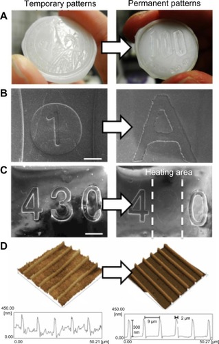 Figure 2 Shape-memory transition from a memorized temporal pattern (left) to the original permanent pattern (right).Notes: (A) macroscopic; (B and C) SEM (bar = 1 mm); and (D) AFM images of PCL films before and after shape-memory transition.Abbreviations: SEM, scanning electron microscope; AFM, atomic force microscopy; PCL, poly(ε-caprolactone).