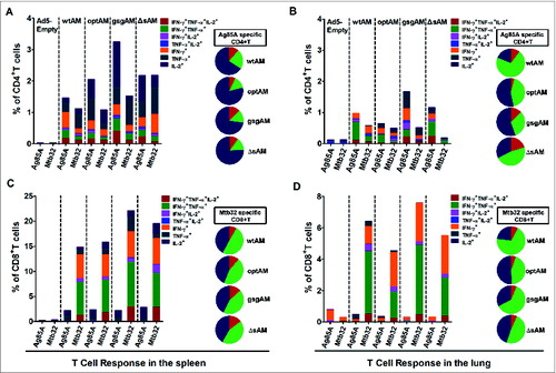 Figure 4. Cytokine secretion profiling of Antigen-specific CD4+ and CD8+ T Cells. C57BL/6 mice were immunized with Ad5 vectors carrying Ag85A-Mtb32 fusion genes using an IM prime followed by IN boost immunization strategy as shown in Figure 3A. At 2 weeks after boost immunization, splenocytes (A and C) and lung lymphocytes (B and D) were harvested and cultured with peptide pools for each antigen. A flow cytometry assay based on intracellular cytokine staining was used to quantify antigen-specific cytokine-secreting CD4+ and CD8+ T cells. The percentage of Ag85A specific CD4+ T cell and Mtb32 specific CD8+T cell which secreted mono-(dark blue), dual-(green), and triple-(red) cytokines are shown in the pie charts. The data represents one of the 2 independent experiments.